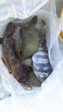 【23日】岸和田一文字の釣果　沖の北でメジロ82cm！