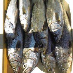 岸和田一文字旧の赤灯台でアジ・タチウオ・サヨリ、沖の北でスズキなど