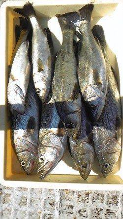 岸和田一文字旧の赤灯台でアジ・タチウオ・サヨリ、沖の北でスズキなど