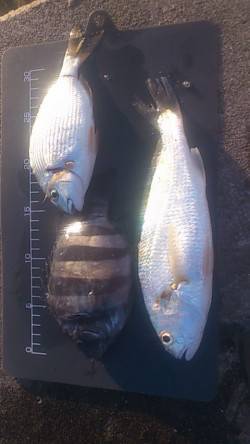 兵庫突堤　投げでイシモチなど、暗くなってか…