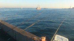 兵庫突堤　投げでイシモチなど、暗くなってからは太刀魚狙い