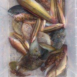 平磯海づり公園　メーカーの大会に参加でベラ22cmの良型