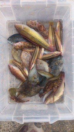 平磯海づり公園　メーカーの大会に参加でベラ22cmの良型