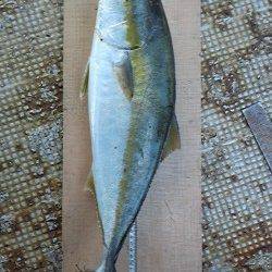 岸和田一文字・沖の北でメジロ釣れています！