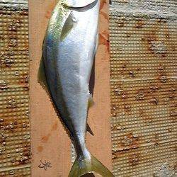 岸和田一文字・沖の北でメジロ釣れています！