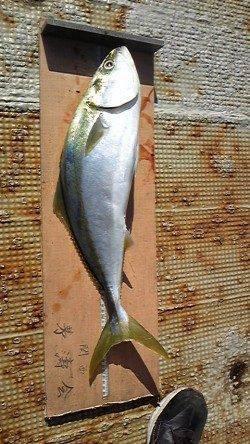 岸和田一文字・沖の北でメジロ釣れています！