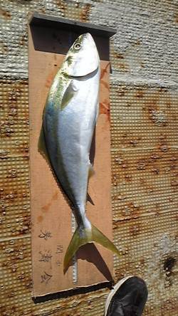 岸和田一文字・沖の北でメジロ釣れています！…