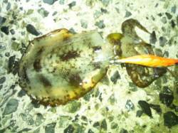 舞子　エギングでアオリイカ胴長24ｃｍ85…