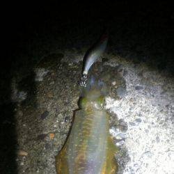 雑賀崎　強風でしたがエギングでアオリイカの…