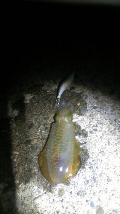 雑賀崎　強風でしたがエギングでアオリイカの…