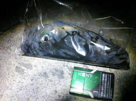 岩屋　仕事終わりにエギングでアオリ狙い　ほ…