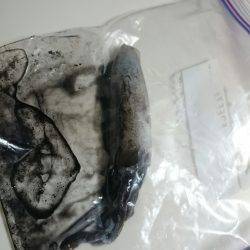 養老　強風の中でのエギングは諦めかけた時に…