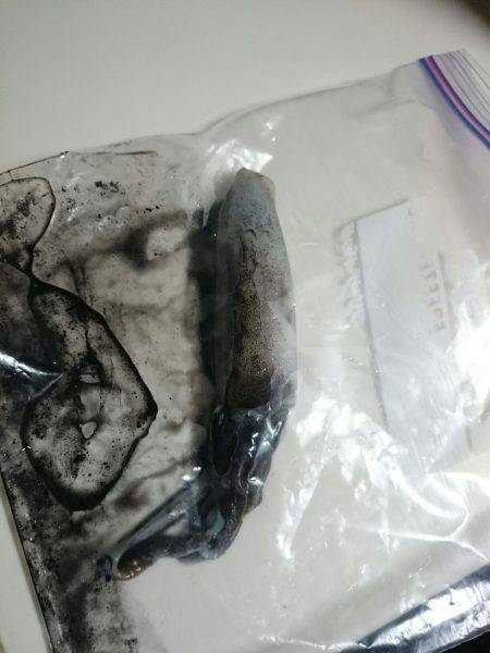 養老　強風の中でのエギングは諦めかけた時に…