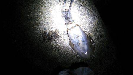 林崎ベランダでのエギング　アオリイカは周り…