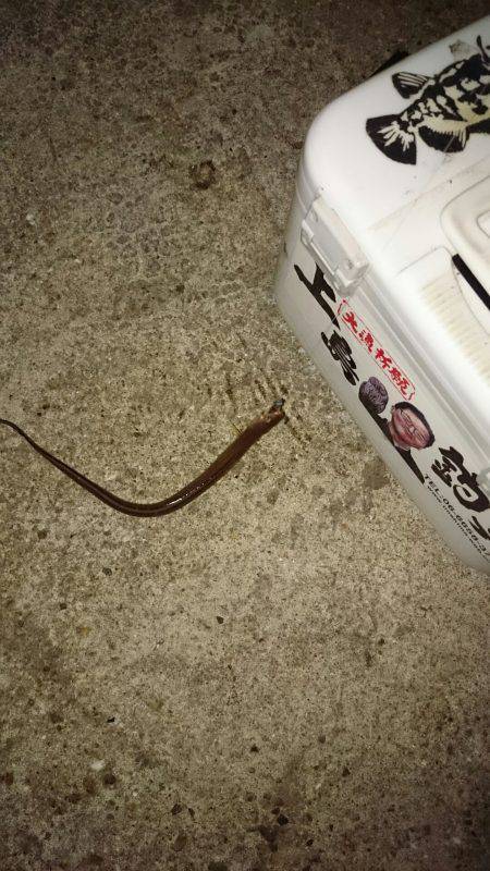 林崎漁港　アジング釣行はガシラとアナゴのみ…