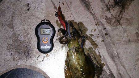 台風後の須磨にてエギングでアオリイカ調査