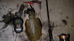 須磨　月食眺めながらのエギング、時合にポコ…