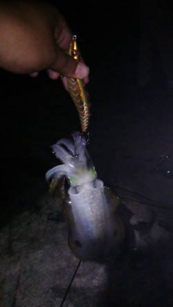 林崎漁港　夜9時からのエギング釣行