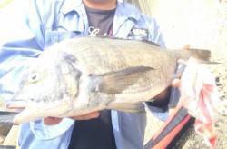 大阪南港　フカセ釣りでチヌ47.5cm☆刺…