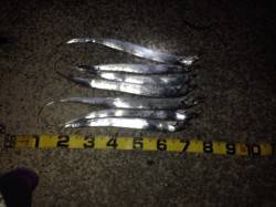 台風前タチウオ調査　明るいうちにジグで、1…