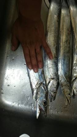 芦屋浜ベランダ　夕マヅメのラッシュでタチウ…