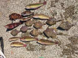 佐野漁港で胴付　色々な魚を楽しみました♫