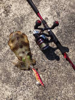 伊根でのエギング釣果　波が高く2杯のみでし…