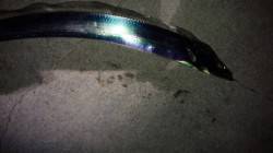 東二見人工島　ウキ釣りでタチウオの釣果