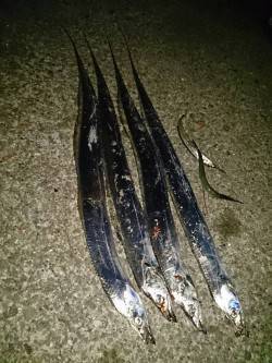 南芦屋浜　サビキで釣れたカタクチイワシでタ…