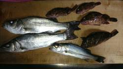 久美浜　夜釣りでアジング　アジ全くでしたが…