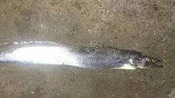 舞洲　タチウオワインド、なかなかええサイズ…