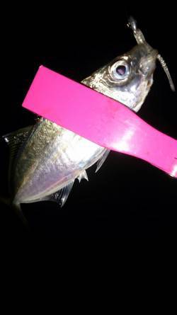 城ヶ崎　アジング釣行は渋めの状況でした