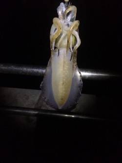 洲本　エギングでアオリイカ〜600g2ハイ…