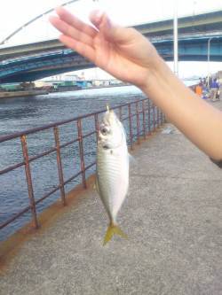 フェリーターミナル横にて家族でサビキ釣り　…