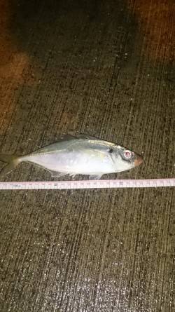 大阪南港アジング　アジ高活性で中型もキャッ…