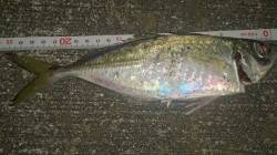 大阪南港アジングでアジ25cm　深場で回遊…