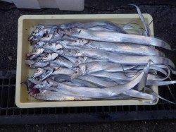 芳養堤防での夜釣りの釣果　タチウオ27匹・カマス29匹・アジ