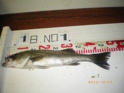 姫路市立遊漁センター シラサエビをエサにハネの釣果