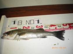 姫路市立遊漁センター　シラサエビをエサにハ…