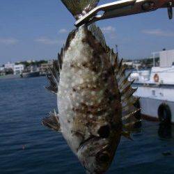 大阪南港魚つり園でアジ・アイゴ 回遊少なくサビキ釣り難しいです…