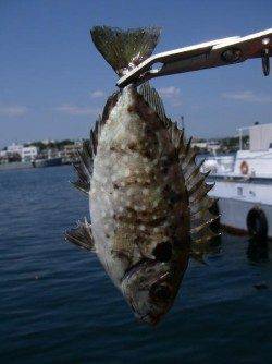 大阪南港魚つり園でアジ・アイゴ 回遊少なくサビキ釣り難しいです…