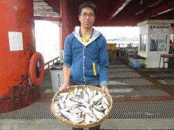 尼崎市立魚つり公園　天候回復後に開園、サッパやサヨリは高活性！