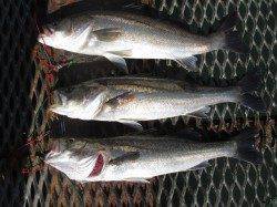 尼崎市立魚つり公園 ウキ釣りでサヨリ70匹!