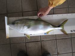 尼崎市立魚つり公園　ノマセ釣りでメジロなど…