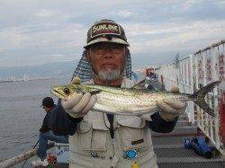 尼崎市立魚つり公園 サヨリ多い人100匹の大漁! ノマセでサゴシの釣果も