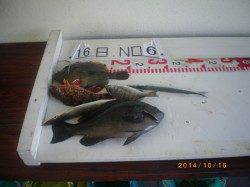 姫路市立遊漁センター 魚種多彩な釣果〜グレ・ハギ・ガシラ・サヨリ・チヌ〜