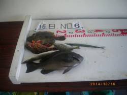 姫路市立遊漁センター　魚種多彩な釣果〜グレ…