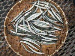 尼崎市立魚つり公園　今日もサヨリは絶好調！