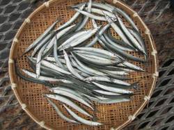 尼崎市立魚つり公園　今日もサヨリは絶好調！…