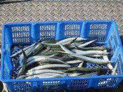 尼崎市立魚つり公園　連日好調のサヨリ本日はムラありました